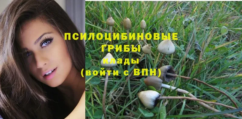 Галлюциногенные грибы Psilocybine cubensis  наркошоп  Чердынь 